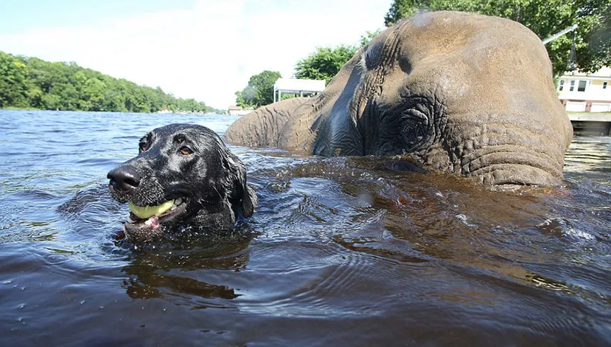 Orphan elephant had no friend, but then a dog climbed on her head 5