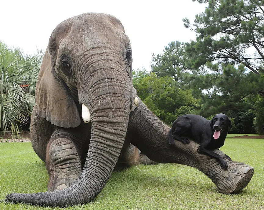 Orphan elephant had no friend, but then a dog climbed on her head 6