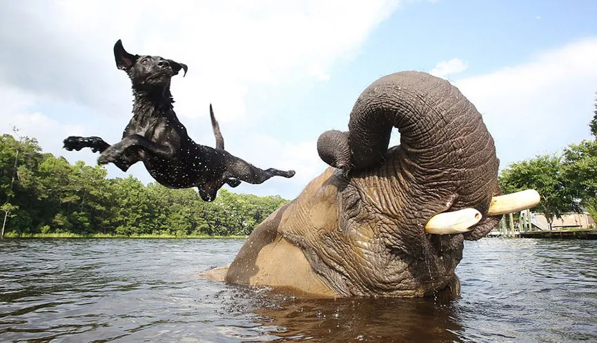 Orphan elephant had no friend, but then a dog climbed on her head 3