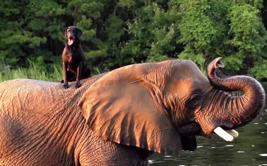 Orphan elephant had no friend, but then a dog climbed on her head 1