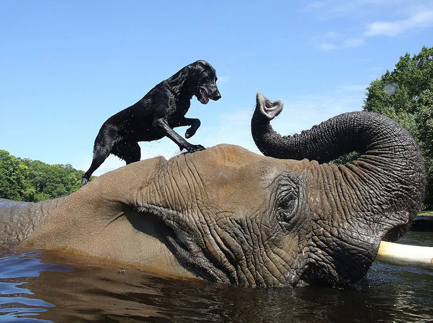 Orphan elephant had no friend, but then a dog climbed on her head 4