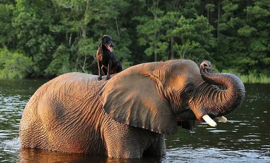 Orphan elephant had no friend, but then a dog climbed on her head 7