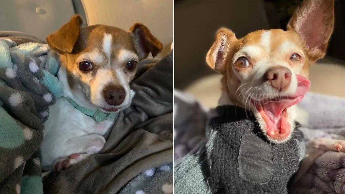 Oude Chihuahua zou worden ingeslapen maar hij dacht er zelf toch anders over 1