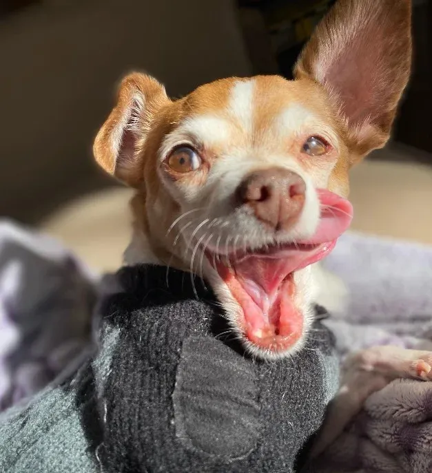 Oude Chihuahua zou worden ingeslapen maar hij dacht er zelf toch anders over 6