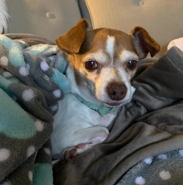 Oude Chihuahua zou worden ingeslapen maar hij dacht er zelf toch anders over 4