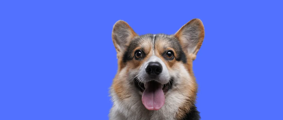 Pembroke Welsh Corgi-hondenras-verzorging-gezin-sociaal-leven-fysieke-kenmerken-dieet-informatie