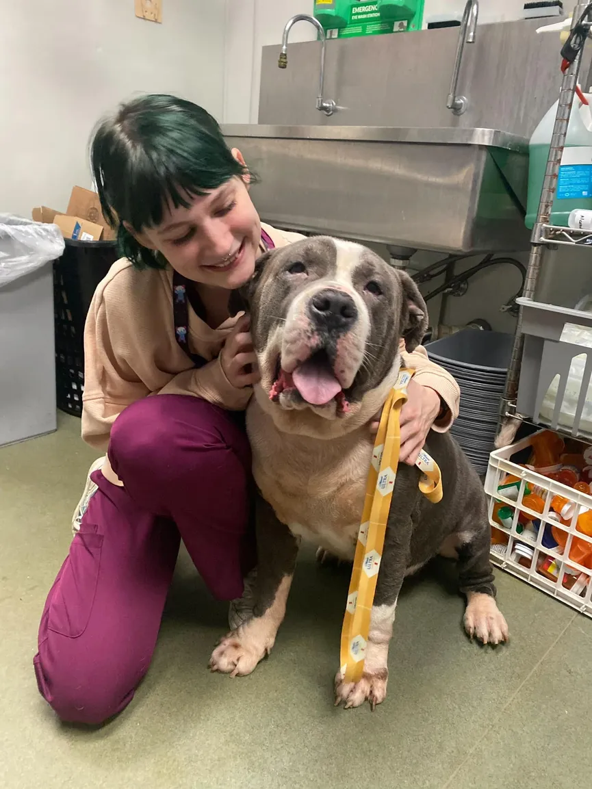 Pit Bull Tied To Bench Hoping His Family Will Come Get Him Soon 5