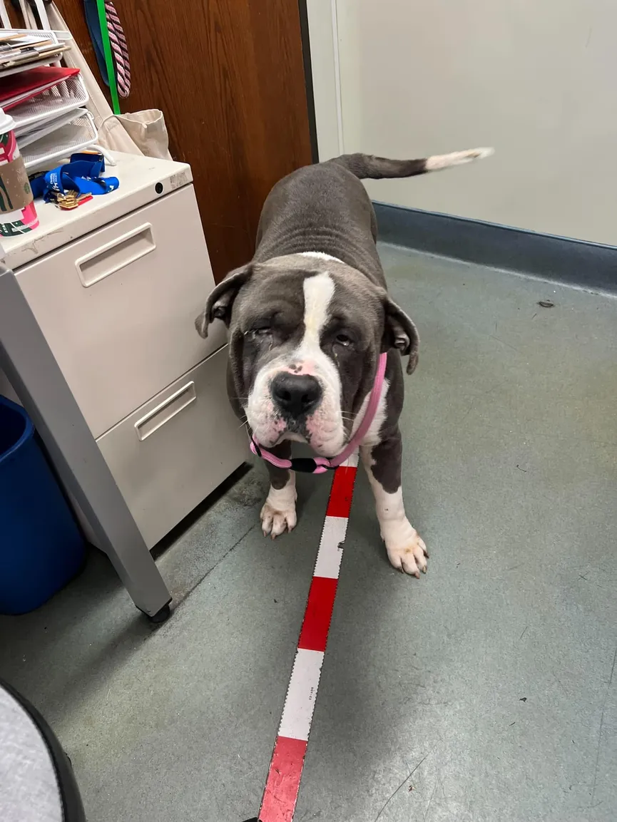 Pit Bull Tied To Bench Hoping His Family Will Come Get Him Soon 3