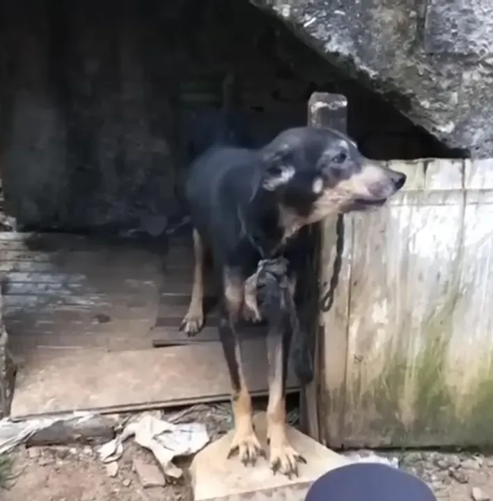 Poor dog was chained for 7 years and finally rescued 2