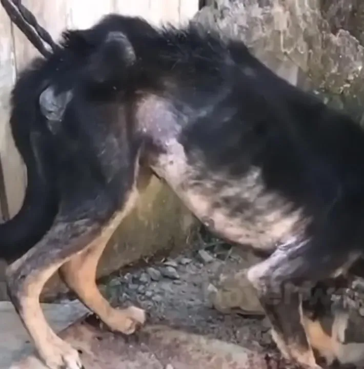 Poor dog was chained for 7 years and finally rescued 3