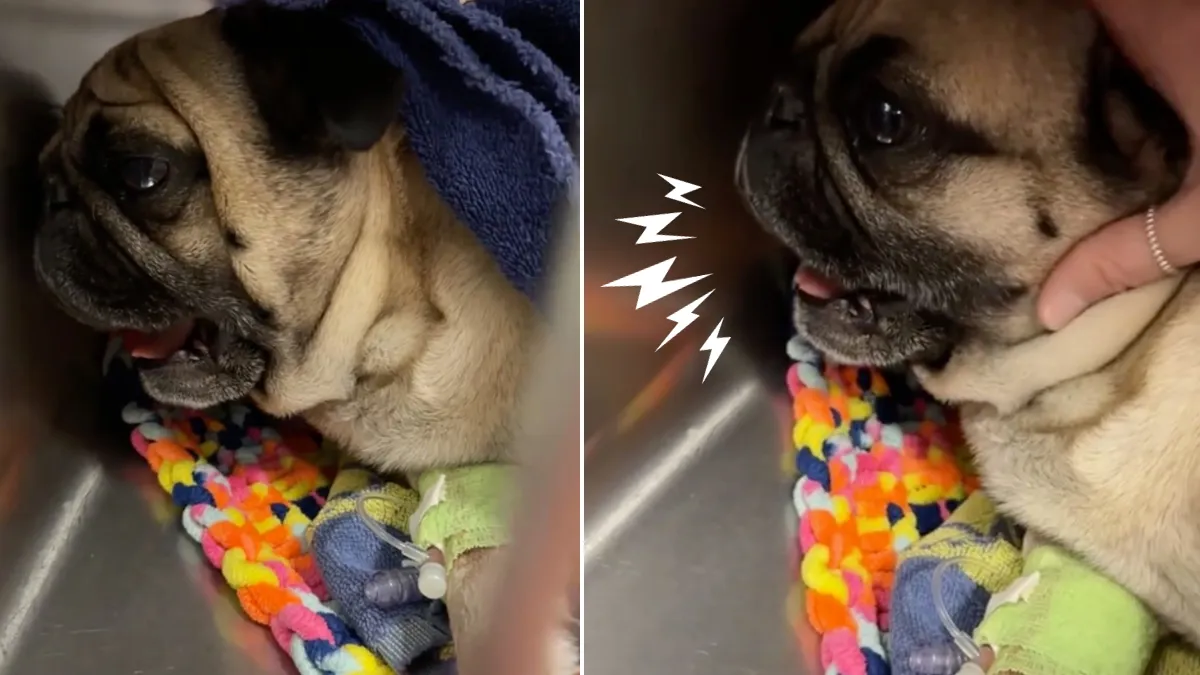 Pug wakes up after surgery and has very dramatic reaction 1b