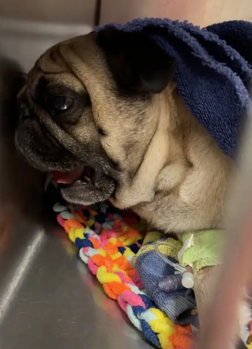 Pug wakes up after surgery and has very dramatic reaction 1