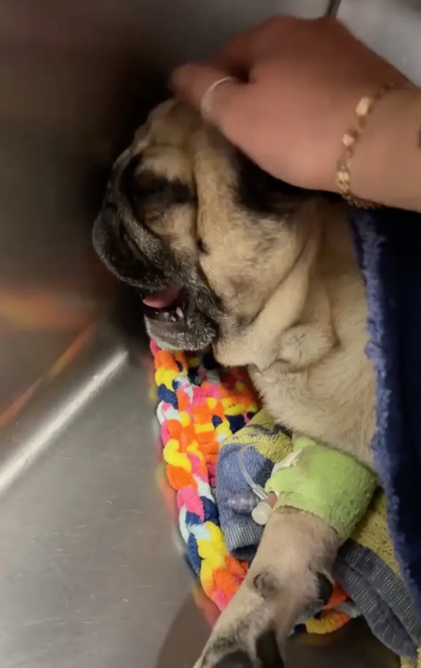 Pug wakes up after surgery and has very dramatic reaction 2