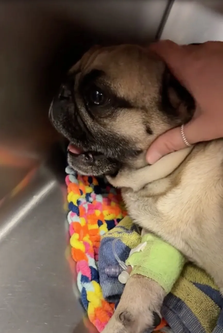 Pug wakes up after surgery and has very dramatic reaction 3