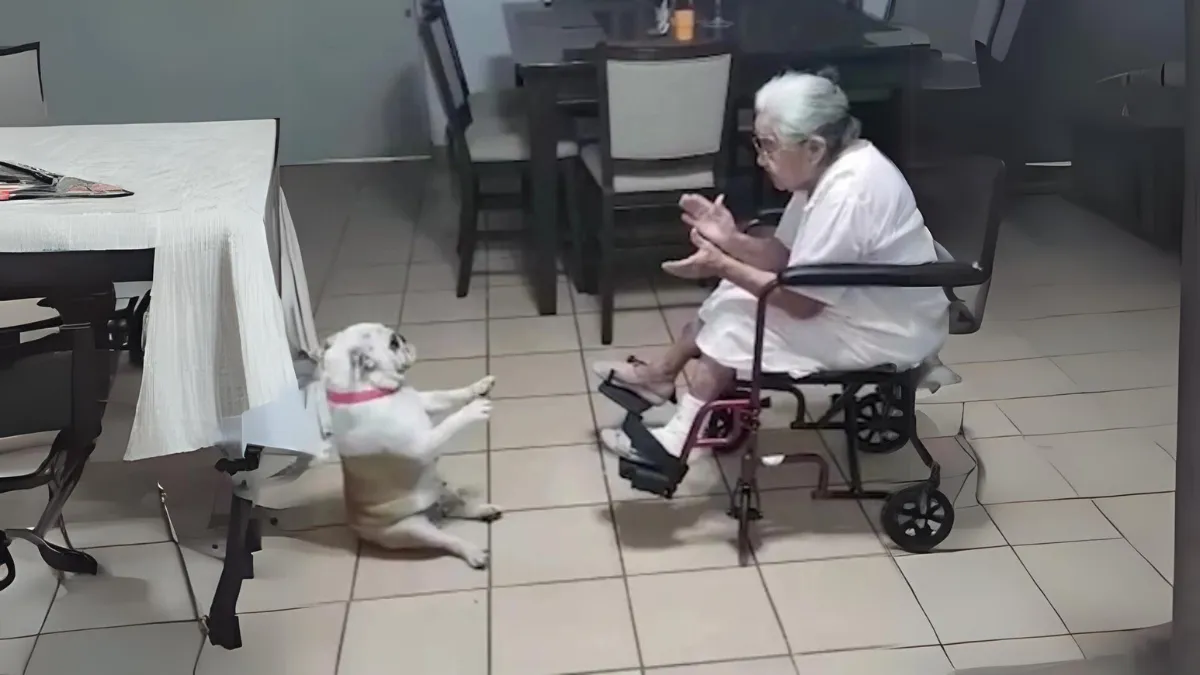 Pup danst vrolijk op het Spaanse liedje van oma 0