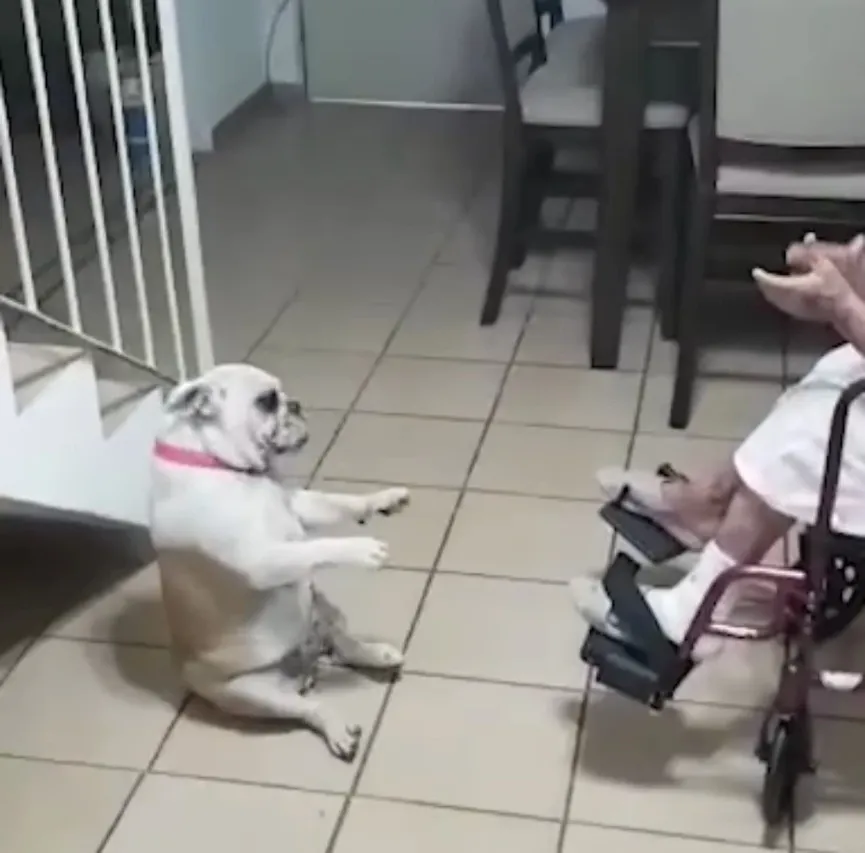 Pup danst vrolijk op het Spaanse liedje van oma 1