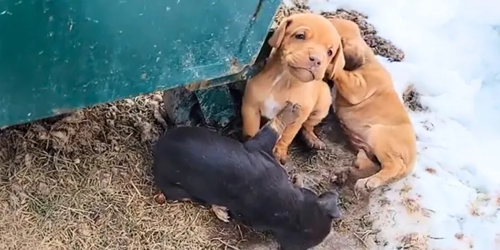 Puppies Dumped Behind Dumpster In Freezing Weather, But Then Someone Notices Them 1