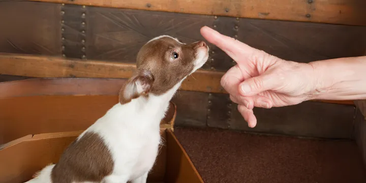 Puppies Learn