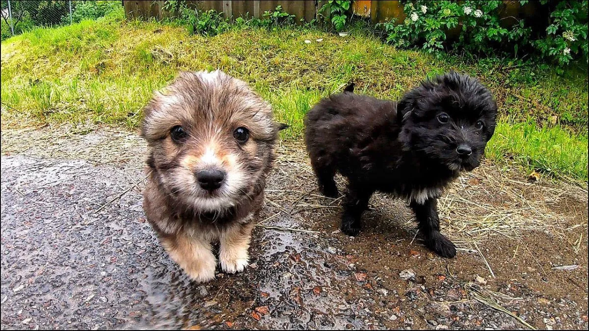 Puppies dumped during heavy storm and rescued in time 1b