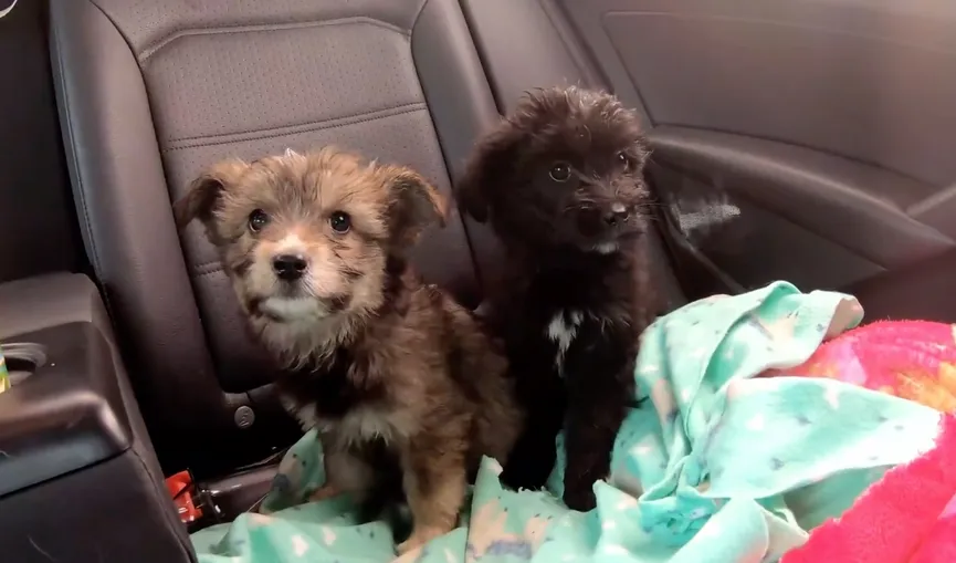 Puppies dumped during heavy storm and rescued in time 3