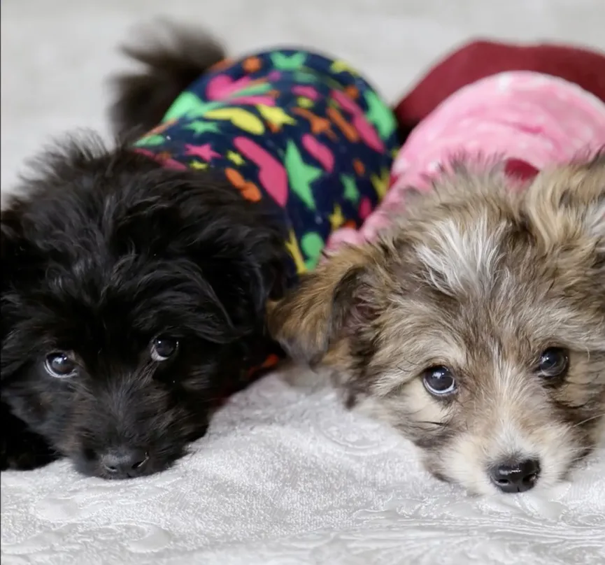 Puppies dumped during heavy storm and rescued in time 8