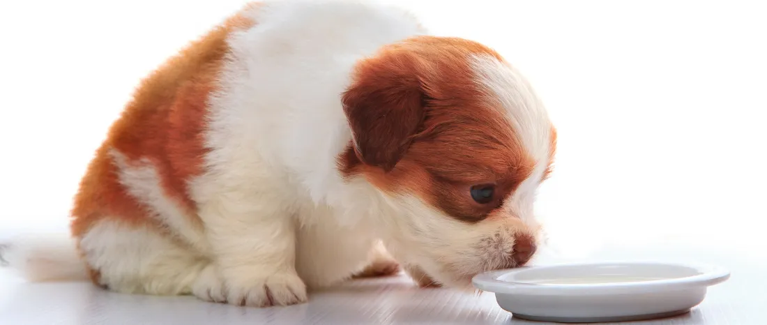 Puppy Feeding