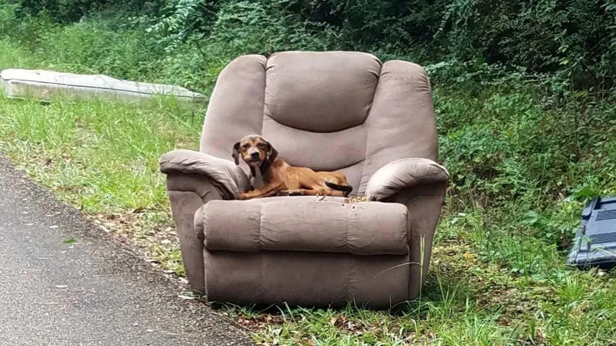 Puppy dumped with chair and TV waits for his owners not to return 1