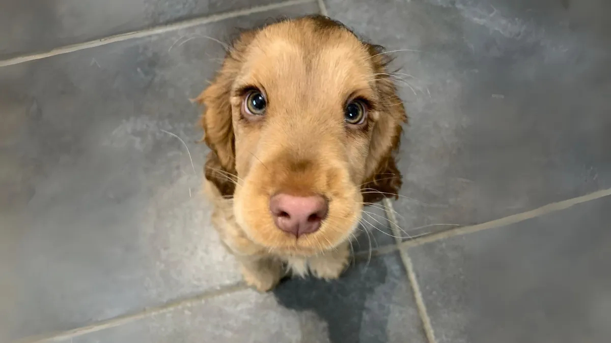 Puppy met schattige ogen verbaast internet 1