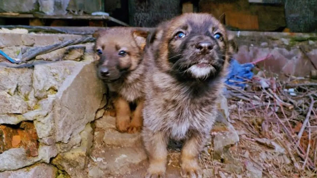 Puppy's in Oekraïne gered van strenge winter 1