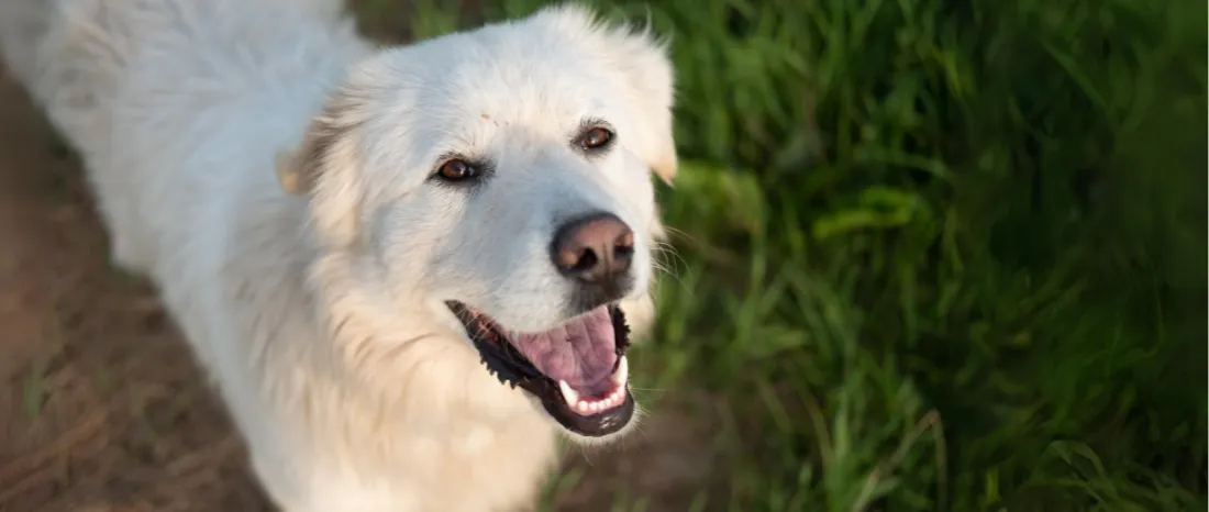 Pyreneese Berghond-hondenras-verzorging-gezin-sociaal-leven-fysieke-kenmerken-dieet-informatie