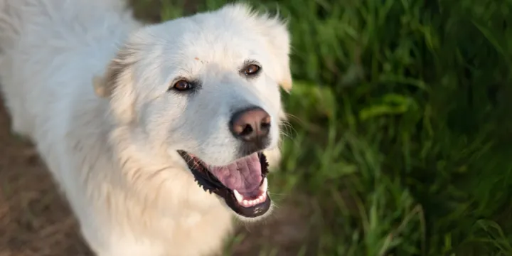 Pyreneese Berghond-hondenras-verzorging-gezin-sociaal-leven-fysieke-kenmerken-dieet-informatie