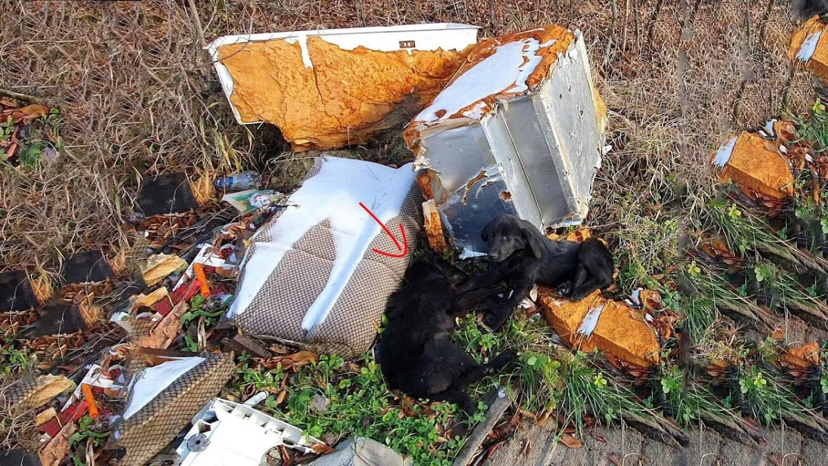Redders vinden twee uitgehongerde puppy's naast het vuilnis en besluiten ze te helpen 1