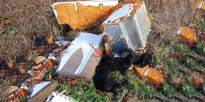 Redders vinden twee uitgehongerde puppy's naast het vuilnis en besluiten ze te helpen 1