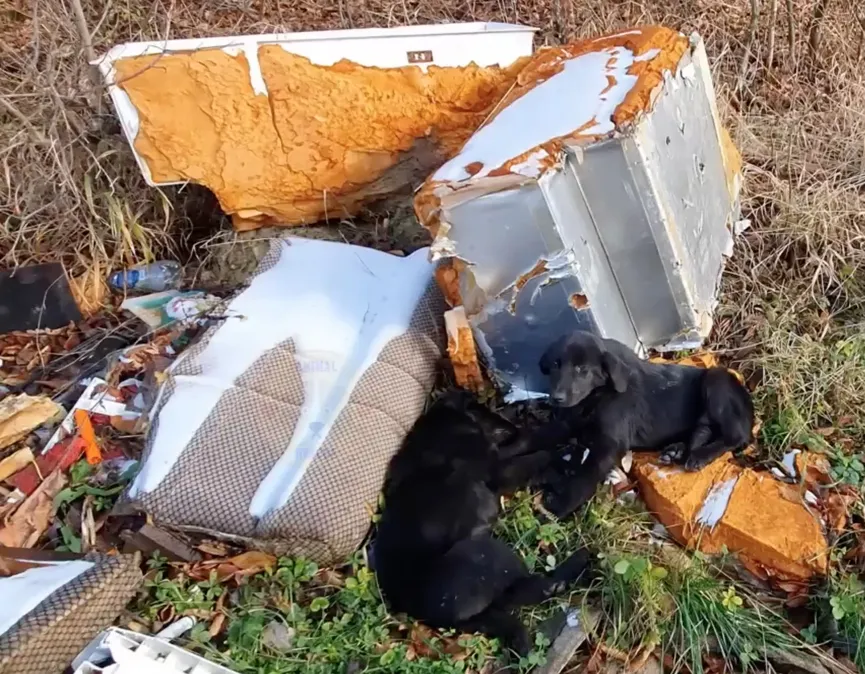 Redders vinden twee uitgehongerde puppy's naast het vuilnis en besluiten ze te helpen 2