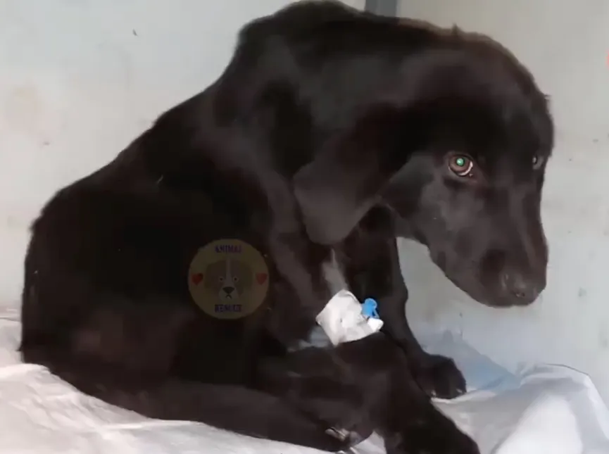 Redders vinden twee uitgehongerde puppy's naast het vuilnis en besluiten ze te helpen 5
