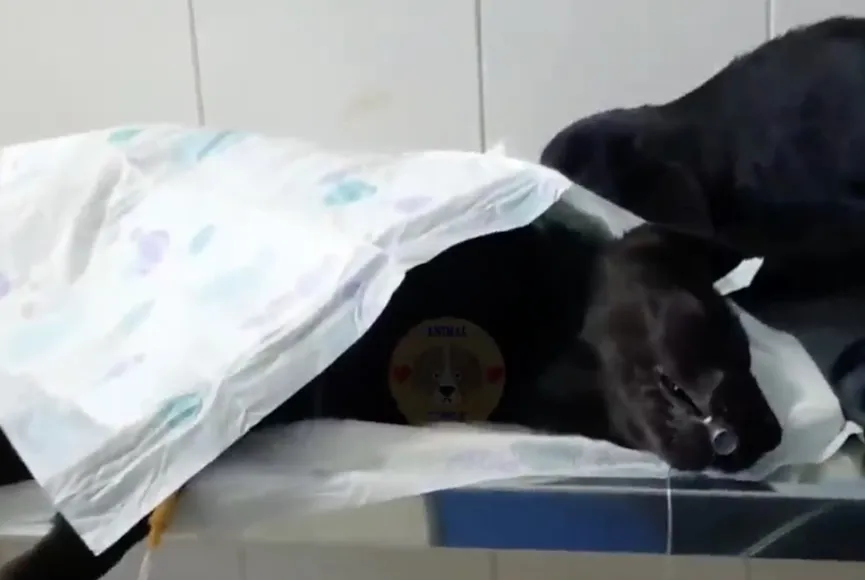 Redders vinden twee uitgehongerde puppy's naast het vuilnis en besluiten ze te helpen 3