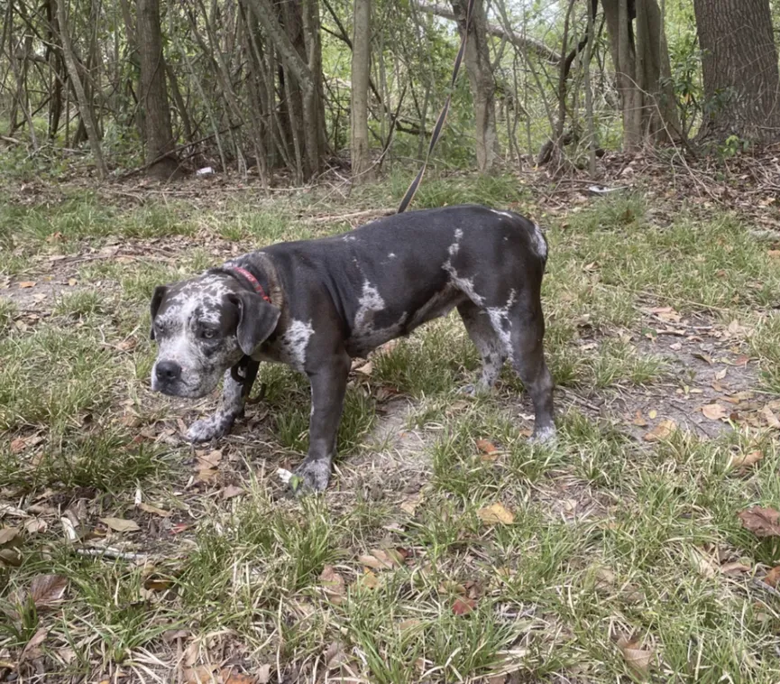 Rescuers deeply saddened as they find sweet dog tied up next to cemetery 3