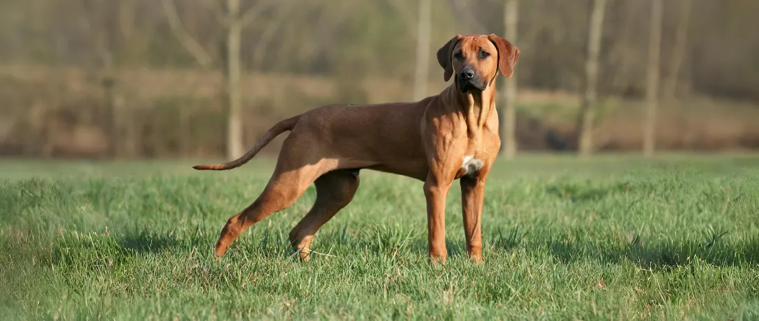 Rhodesian Ridgeback-hondenras-verzorging-gezin-sociaal-leven-fysieke-kenmerken-dieet-informatie