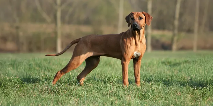 Rhodesian Ridgeback-hondenras-verzorging-gezin-sociaal-leven-fysieke-kenmerken-dieet-informatie