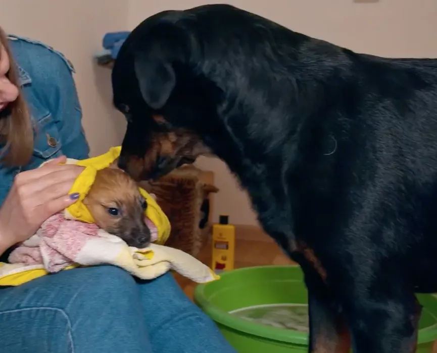 Rottweiler adopts stray puppy and makes his life happy 5