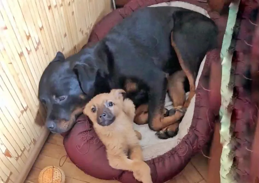 Rottweiler adopts stray puppy and makes his life happy 6