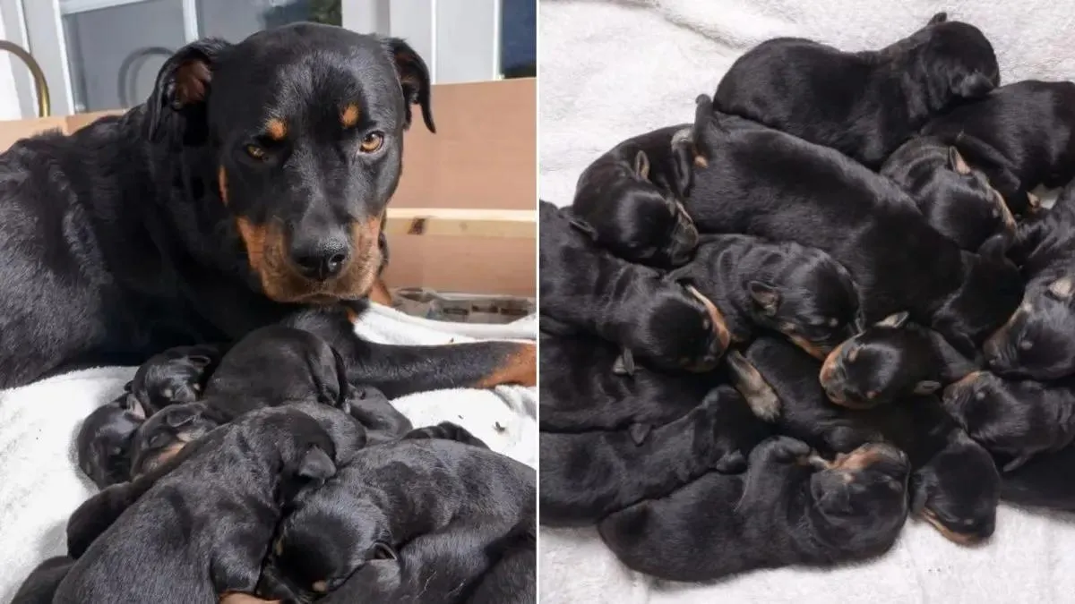 Rottweiler werpt één van de grootste nesten ooit 1