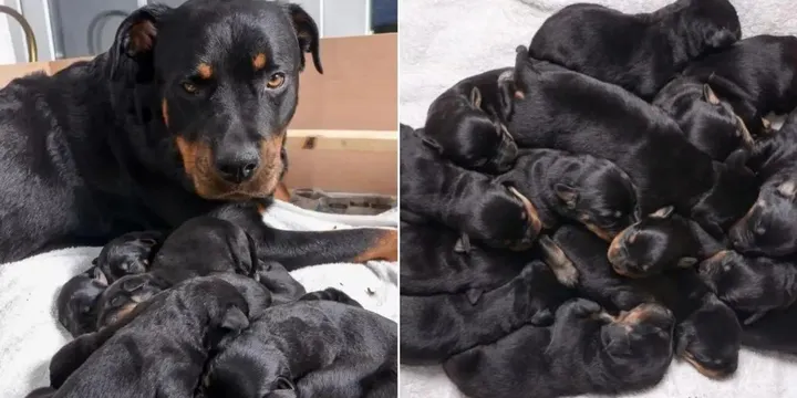 Rottweiler werpt één van de grootste nesten ooit 1