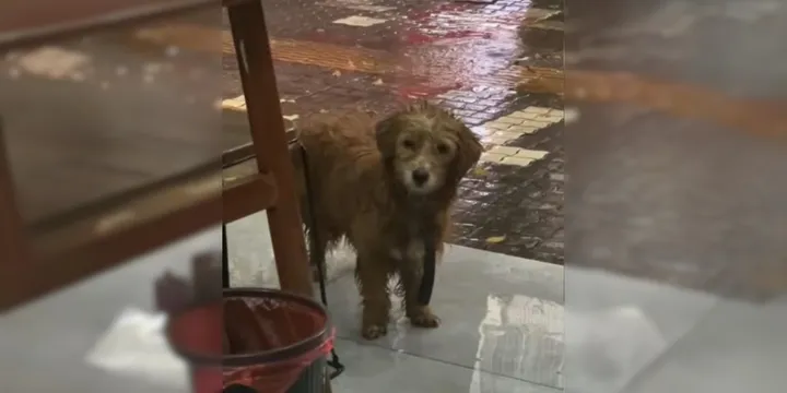 Sad Dog Stands In Front Of A Restaurant And Begs For A Small Bite Of Food 1