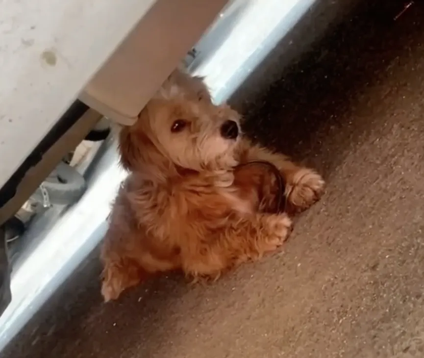 Sad Dog Stands In Front Of A Restaurant And Begs For A Small Bite Of Food 5