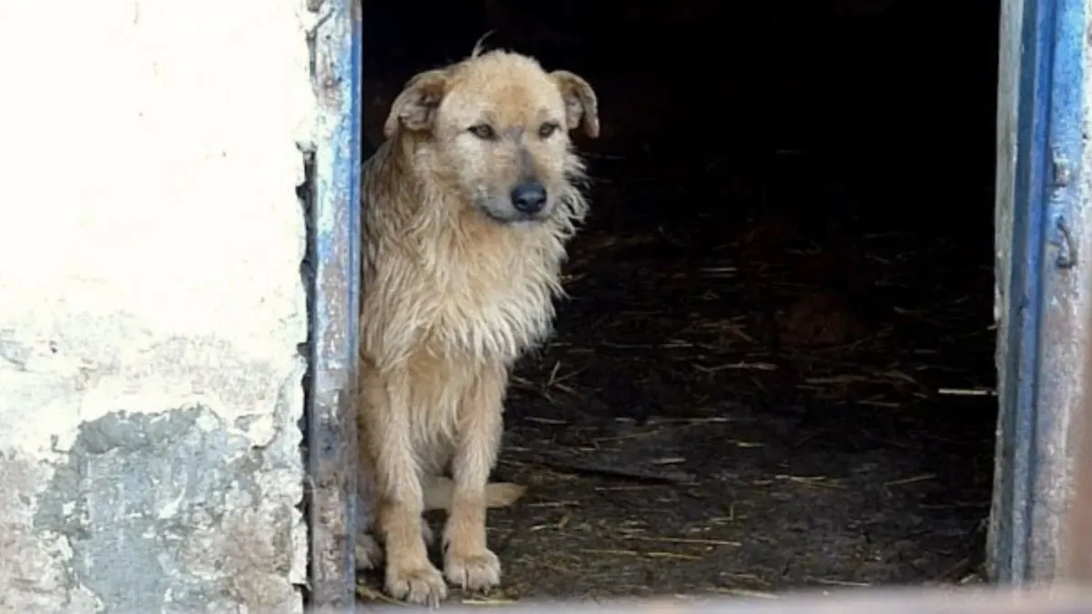 Sad and hopeless dog smiles again after being rescued 1