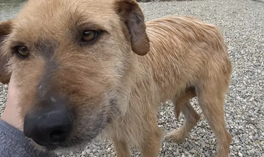 Sad and hopeless dog smiles again after being rescued 3