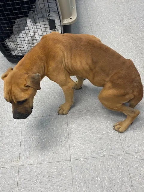 Sad dog abandoned by his family meets rescuer with tears in his eyes 6