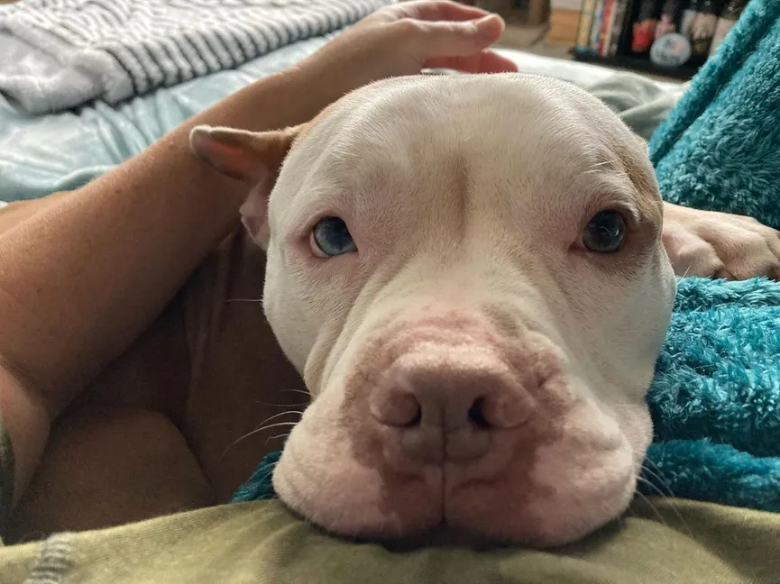 Sad shelter dog thrown out on the street by his family gets the owner he deserves 3