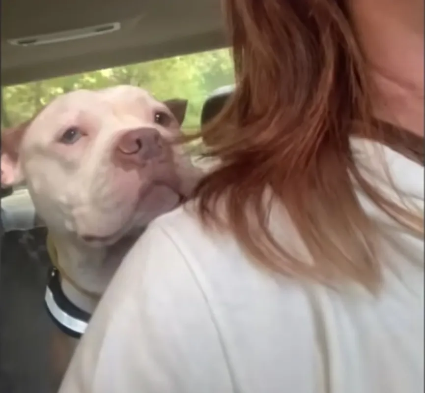 Sad shelter dog thrown out on the street by his family gets the owner he deserves 2